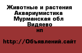 Животные и растения Аквариумистика. Мурманская обл.,Видяево нп